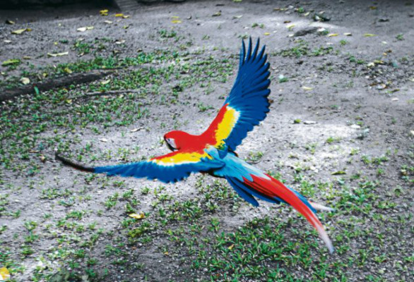 Turistas invaden Copán Ruinas en cierre del 13 baktun