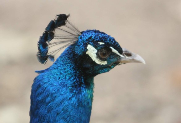 Zoológico Rosy Walther, un destino hermoso en la capital de Honduras