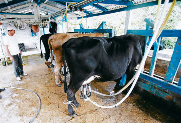 Turismo por las calles empedradas de Cedros