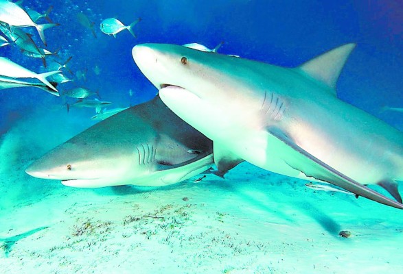 Regulan pesca de tiburón en Honduras