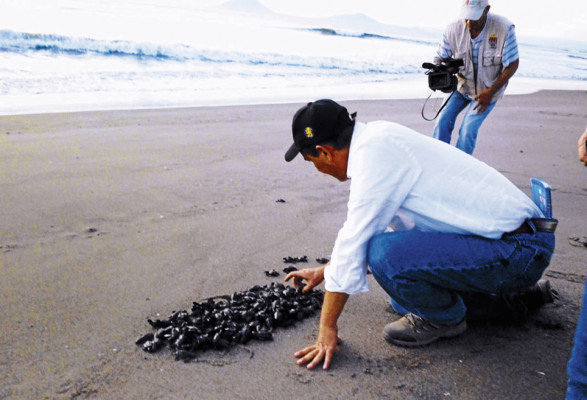 2.8 millones de huevos de tortuga son vendidos en sur de Honduras