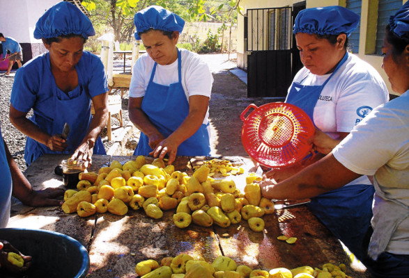 Renuevan plantaciones de marañón en cuatro municipios del sur