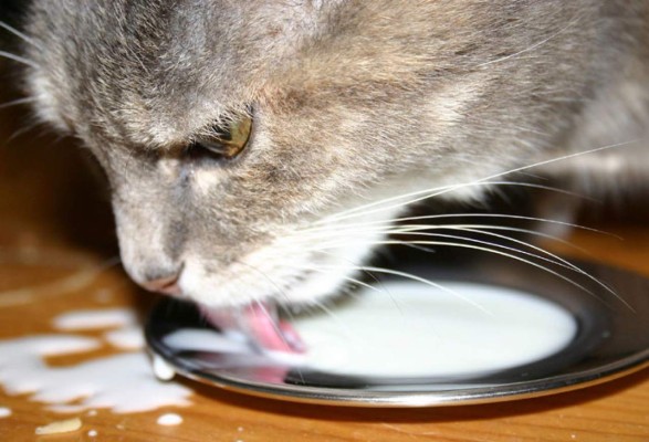 Efectivas técnicas para ahuyentar a un gato sin lastimarlo&nbsp;&nbsp;