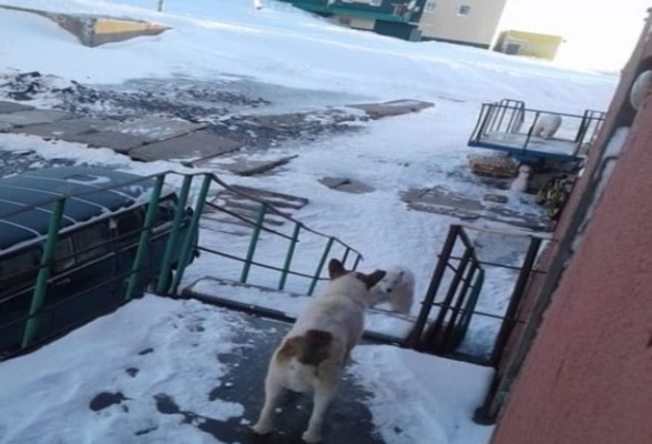 FOTOS: Descongelamiento provoca que osos polares ingresen a casas y coman basura en Rusia