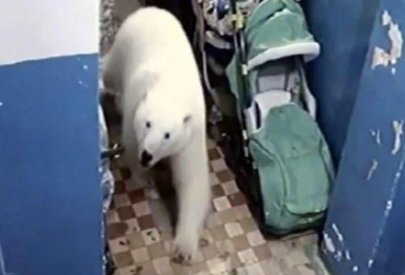 FOTOS: Descongelamiento provoca que osos polares ingresen a casas y coman basura en Rusia