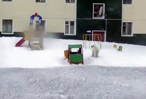 FOTOS: Descongelamiento provoca que osos polares ingresen a casas y coman basura en Rusia