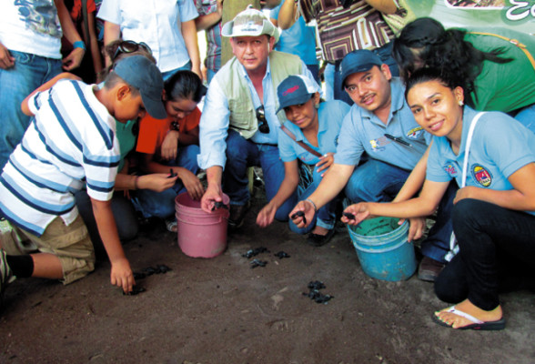 Masivo regreso de tortugas al mar