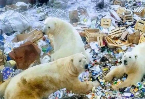 FOTOS: Descongelamiento provoca que osos polares ingresen a casas y coman basura en Rusia
