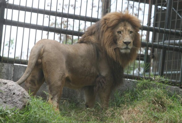 Zoológico Rosy Walther, un destino hermoso en la capital de Honduras
