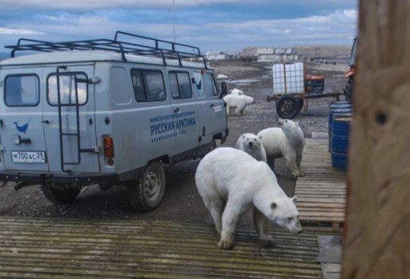 FOTOS: Descongelamiento provoca que osos polares ingresen a casas y coman basura en Rusia