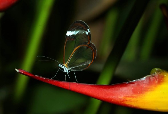Uno de los cinco mariposarios del país se encuentra en Tegucigalpa
