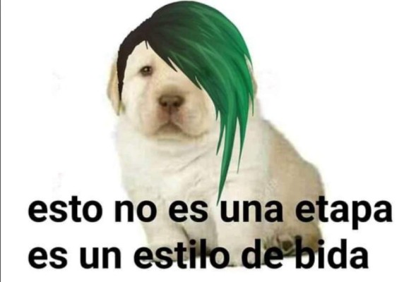 Los divertidos memes del perrito que han causado furor en Facebook