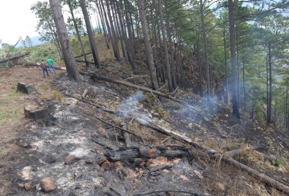 Incendio de 30 horas consume 90 hectáreas de bosque en Valle de Ángeles