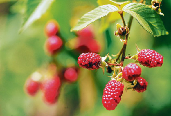 Un recorrido al natural en Valle de Ángeles
