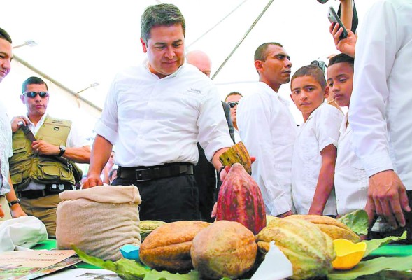 Gobierno destina L 525 millones solo para el cultivo de cacao