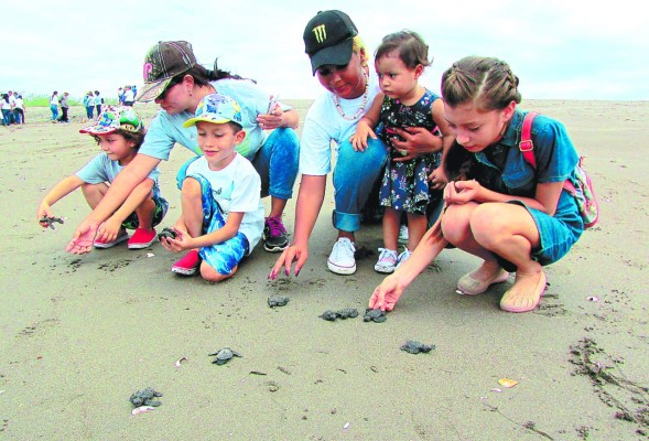 Honduras: Liberan 16,000 tortugas en el Golfo de Fonseca