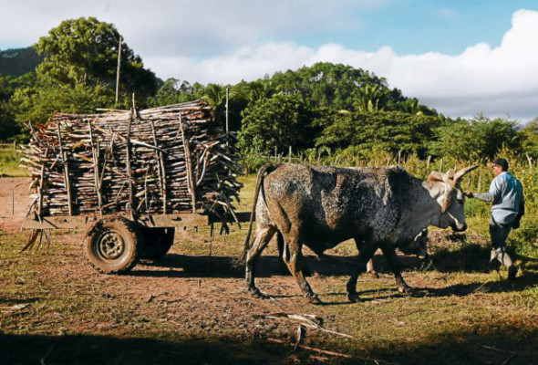 Los manos talangueñas que endulzan la Navidad