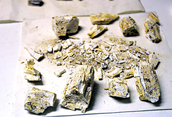 Colmillo de mastodonte estará listo en cinco meses