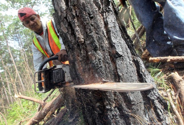 Gorgojo ataca con fuerza densa área de La Tigra