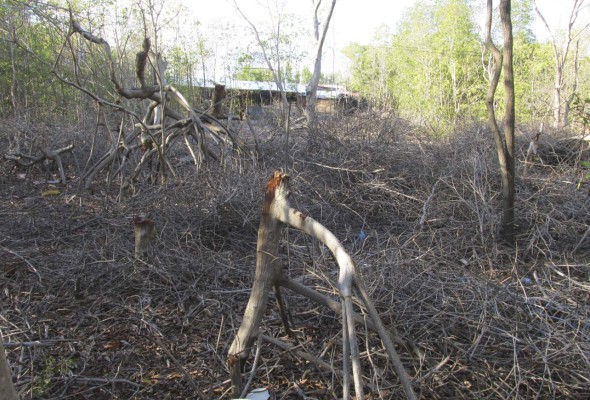 Reportan severos daños en el manglar del sector de Marcovia