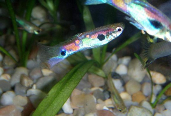 Los mejores controladores biológicos contra el mosquito transmisor del zika