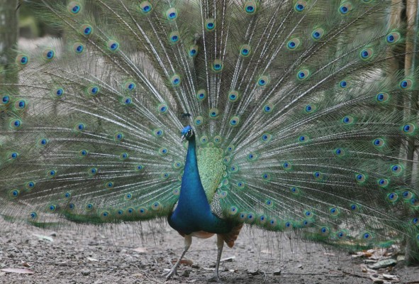Una tarde con los animales del zoológico Rosy Walther