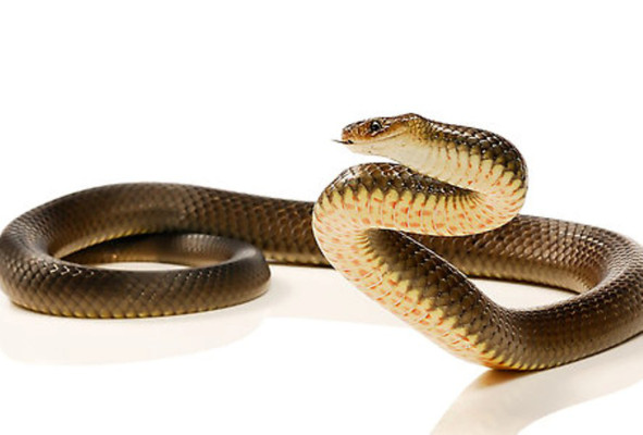 Serpientes en el cuarto