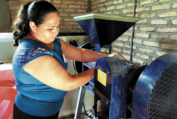 Plantaciones de café contribuyen a parar deforestación en biósfera