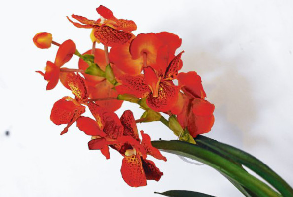 Detalles ornamentales