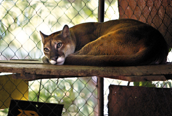 Un vistazo a nuestra fauna nacional