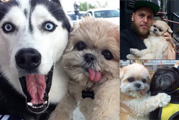 Marnie, la perrita más graciosa de las redes sociales