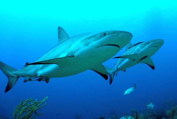 Roatán: Paraíso misterioso donde el verano es eterno