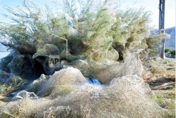 Arañas en Grecia tejen enorme telaraña sobre árboles