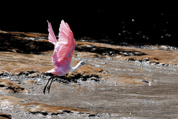 Las imágenes del 2011