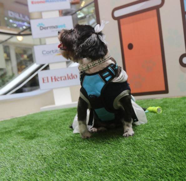 ¡Adorables! Los “puppies” más tiernos de la pasarela de Pet Ville