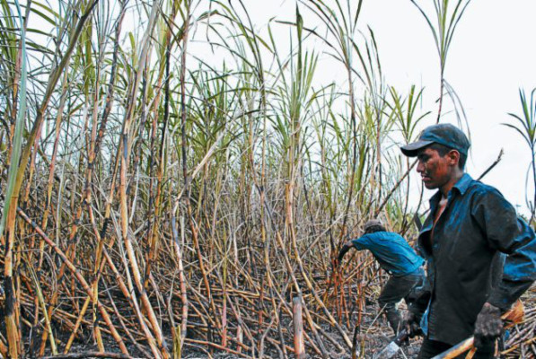 Invasiones perjudican producción alimentaria