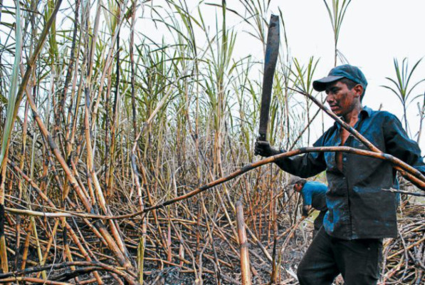 A diario se invaden tierras en el Valle de Sula: Cohep