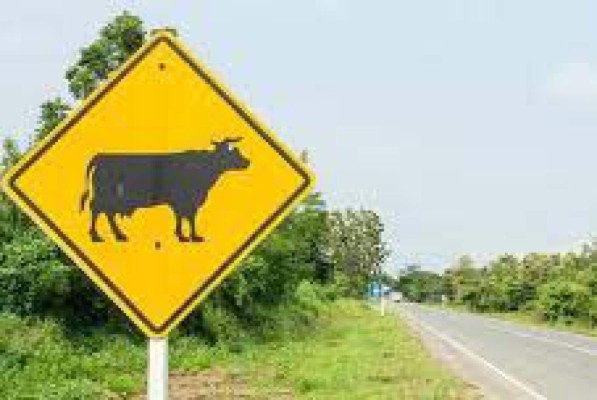 Nacidos bajo el signo tauro son más peligrosos al volante