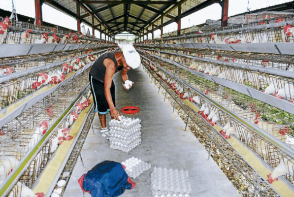 Reactivan producción en granja penal de Comayagua