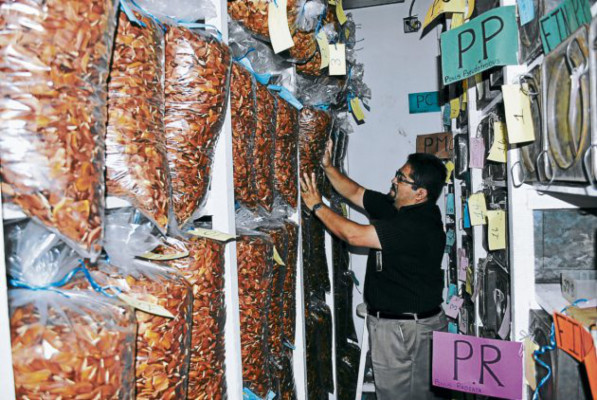 Con semillas maderables hondureñas se surten países de cinco continentes