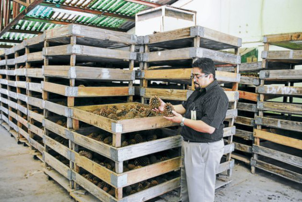 Con semillas maderables hondureñas se surten países de cinco continentes