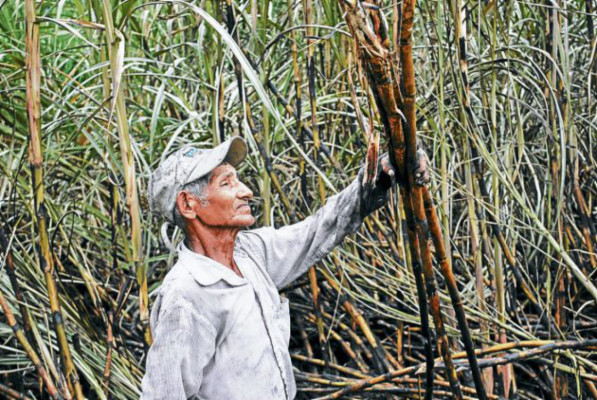 Producción azucarera está en riesgo por invasiones
