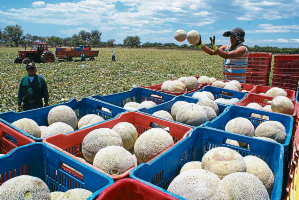 Exportarán melón de Honduras a Japón y Taiwán