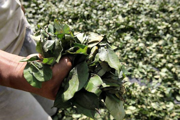 El 36% de los bolivianos mastica hoja de coca