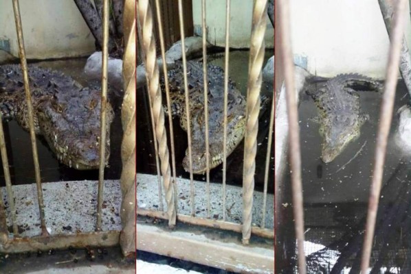 Honduras: Un zoológico fue hallado en mansión de San Pedro Sula