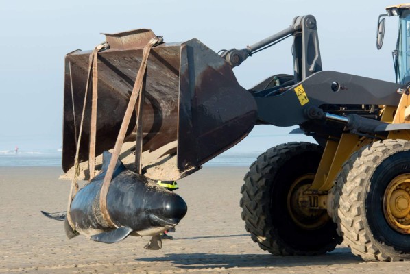 Un grupo de 10 ballenas encallan en una playa francesa