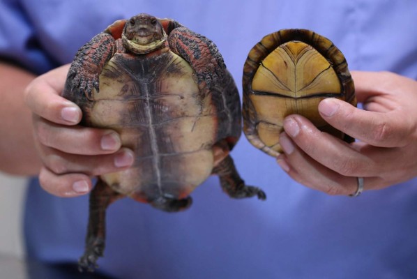 Las tortugas terrestres son mascotas que pueden vivir hasta 50 años