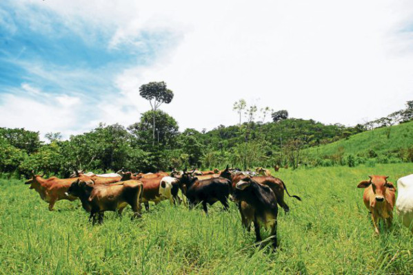Sectores fronterizos de la biósfera son arrasados por la deforestación