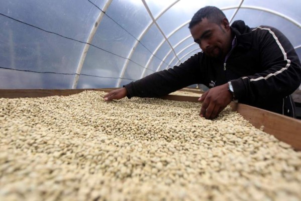 La caficultura da un paso a la tecnificación