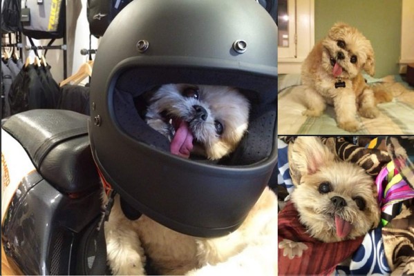 Marnie, la perrita más graciosa de las redes sociales